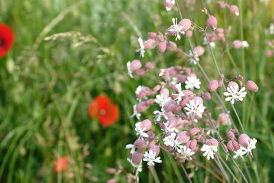 Close-up of pink flowering plant