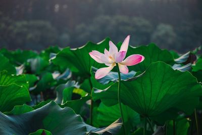 Close-up of pink lotus water lily against sunlight
