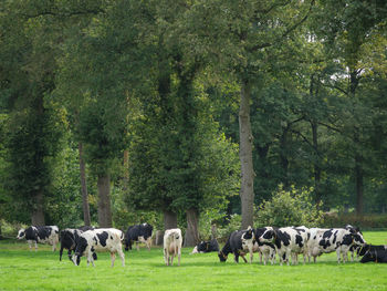 Fields and meadows near winterswijk in the netherlands