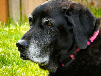 Close-up of black dog looking away