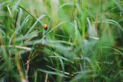 Close-up of ladybug on grass