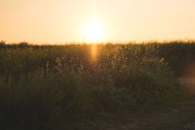 Scenic view of field against sky during sunset