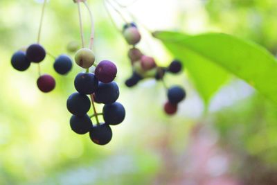 Close-up of grapes hanging on tree