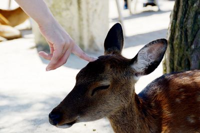 Hiroshima, japan - deer