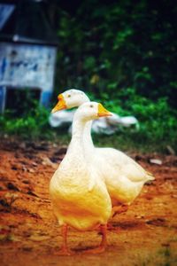 Close-up of duck on field