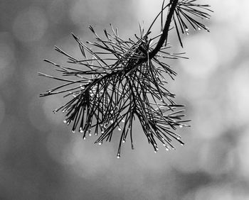 Close-up of wet plant