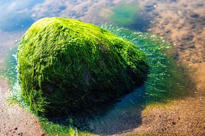 Close-up of stones on field