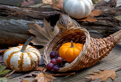 Chipmunk looks into a cornucopia of food in this fall still life