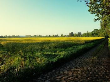 Scenic view of field against clear sky