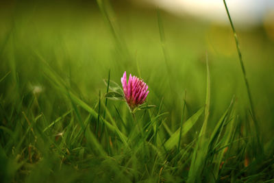 Close-up of pink flower on field