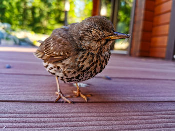 Close-up of bird perching on wooden table