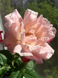 Close-up of pink rose