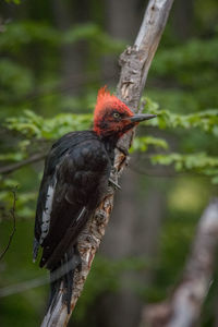 Close-up of bird perching on a branch