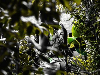 Close-up of plants against trees