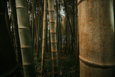 View of bamboo trees in the forest