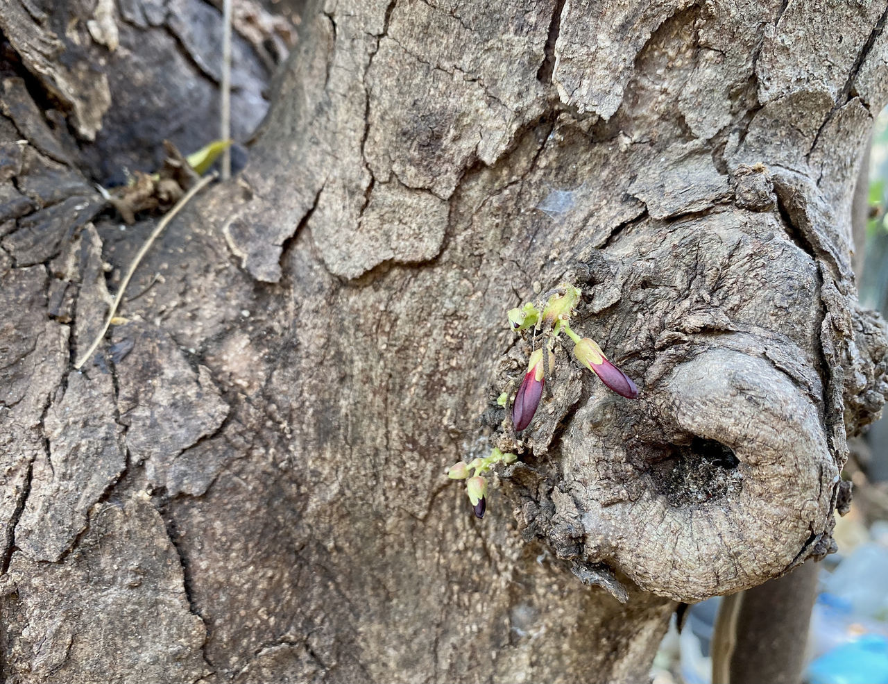 CLOSE-UP OF FLOWERING PLANT BY TREE TRUNK