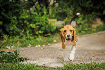 Portrait of dog sticking out tongue on field