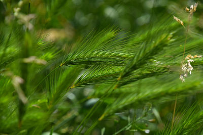 Close-up of green leaves