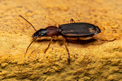 Close-up of insect