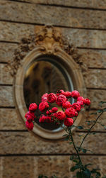 Close-up of red rose against wall