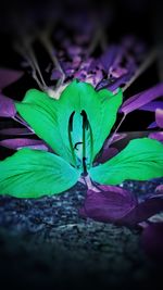 Close-up of green butterfly on flower