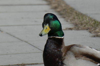 Close-up of a duck