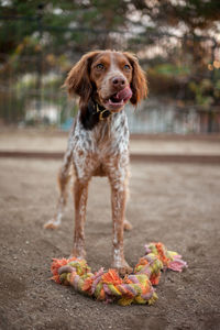 Portrait of dog standing outdoors