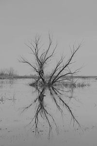 Close-up of tree by lake against sky