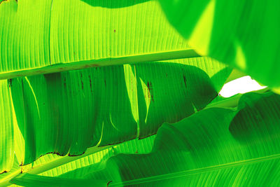 Close-up of green leaves on plant