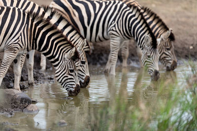 Zebras drinking water