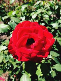 Close-up of red rose blooming outdoors