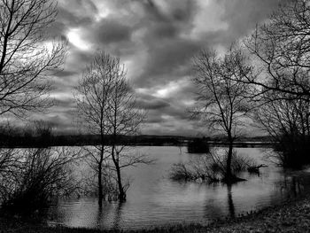 Reflection of bare trees in lake