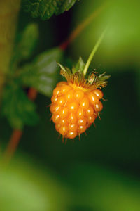 Close-up of plant against blurred background