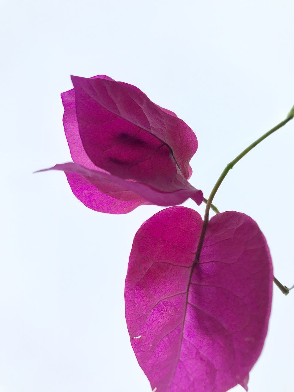 CLOSE-UP OF PINK ROSE PLANT