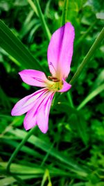 Close-up of pink flowers