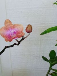 Close-up of flowers