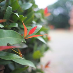 Close-up of red leaves