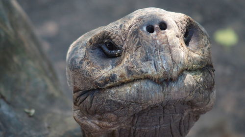 Just a galapagos tortoise