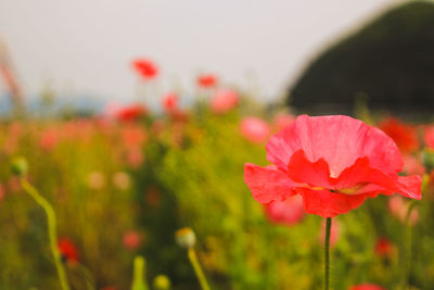 Close-up of red poppy flower on field