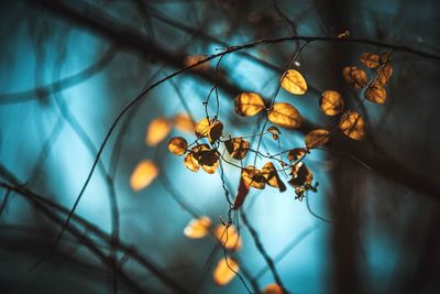 Close-up of dry leaves on branch