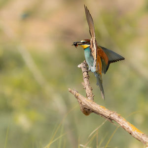 Close-up of bird perching on branch