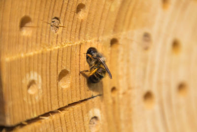 Close-up of bee flying against wooden wall