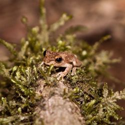 Close-up of lizard