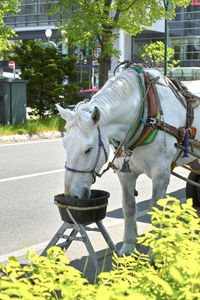 Horse walking on street