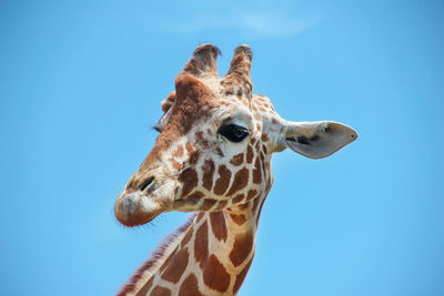 Low angle view of giraffe against clear blue sky