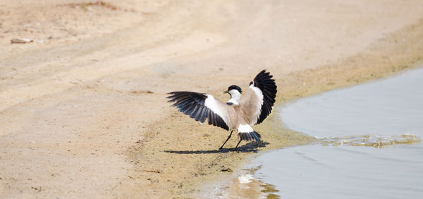 Bird in lake