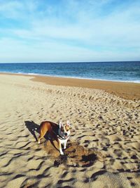 Dog on beach against sky