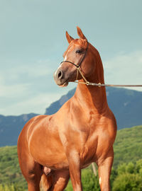 Close-up of horse against sky