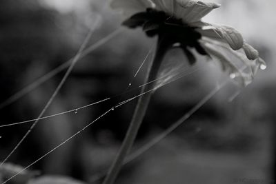 Close-up of plant against blurred background