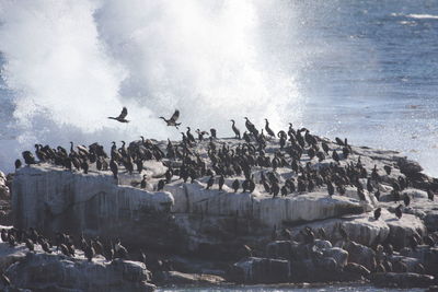 Birds perching on rock formation against sea